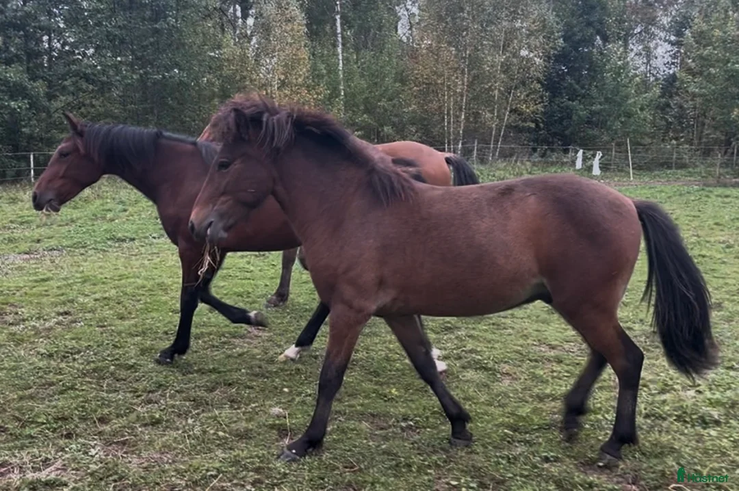 Island hästar till salu: Fin hingståring  i Sala - Annons 4