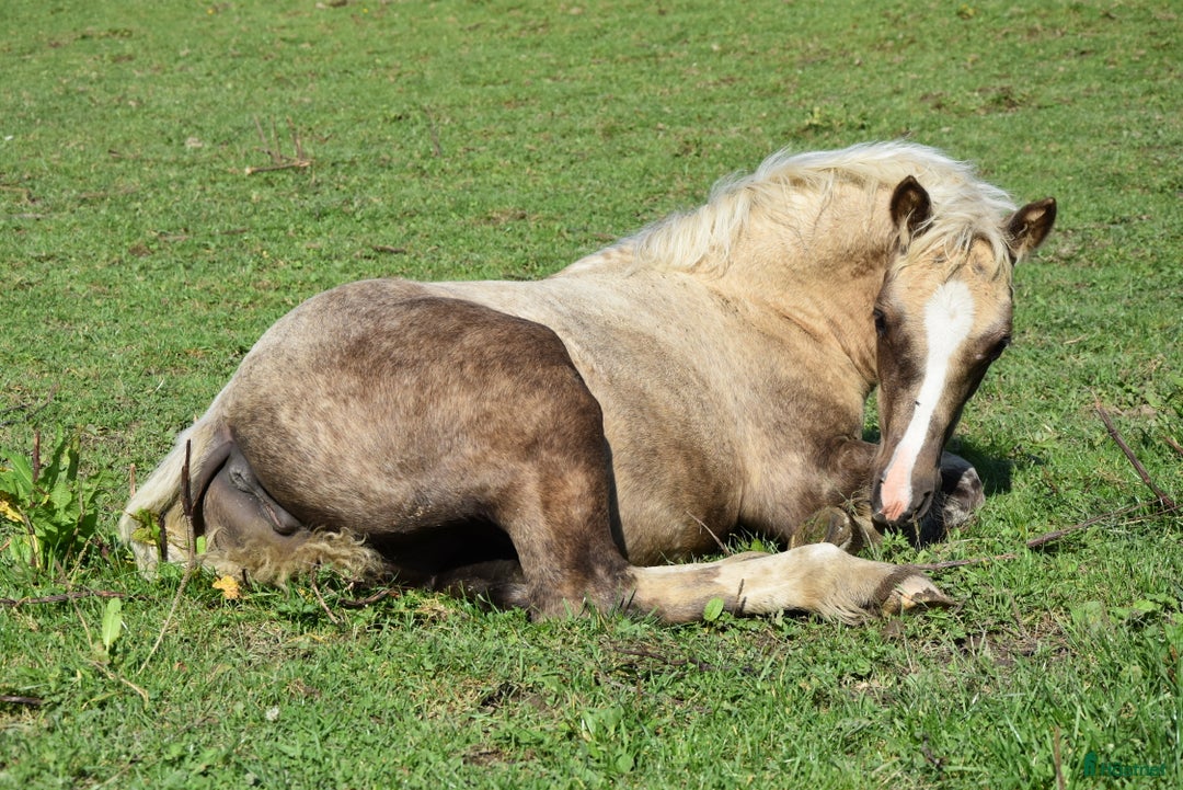 Allround hästar till salu: Welsh cob stoföl med fart i! i Partille - Annons 7
