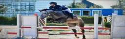 Akademiskt hästar till salu: Jumping mare for sale i Stockholm - Annons 4