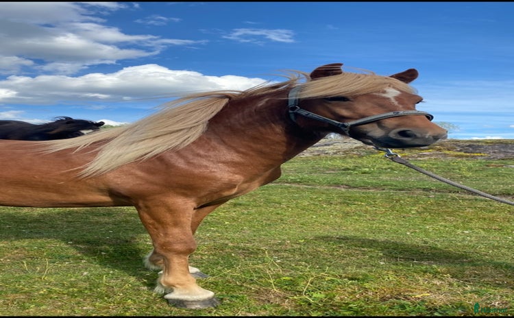  hästar i Vaxholm - Annons 4