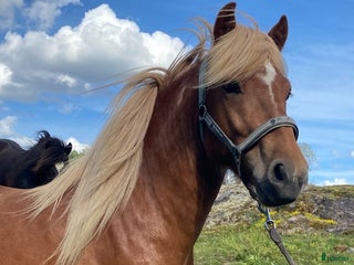 hästar i Vaxholm - Annons 4