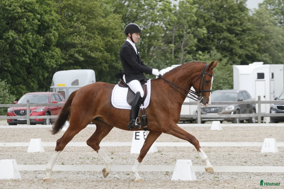 Avelshästar hästar till salu: Avelsto e. Quaterback dräktig med Ampere i Hörby - Annons 2