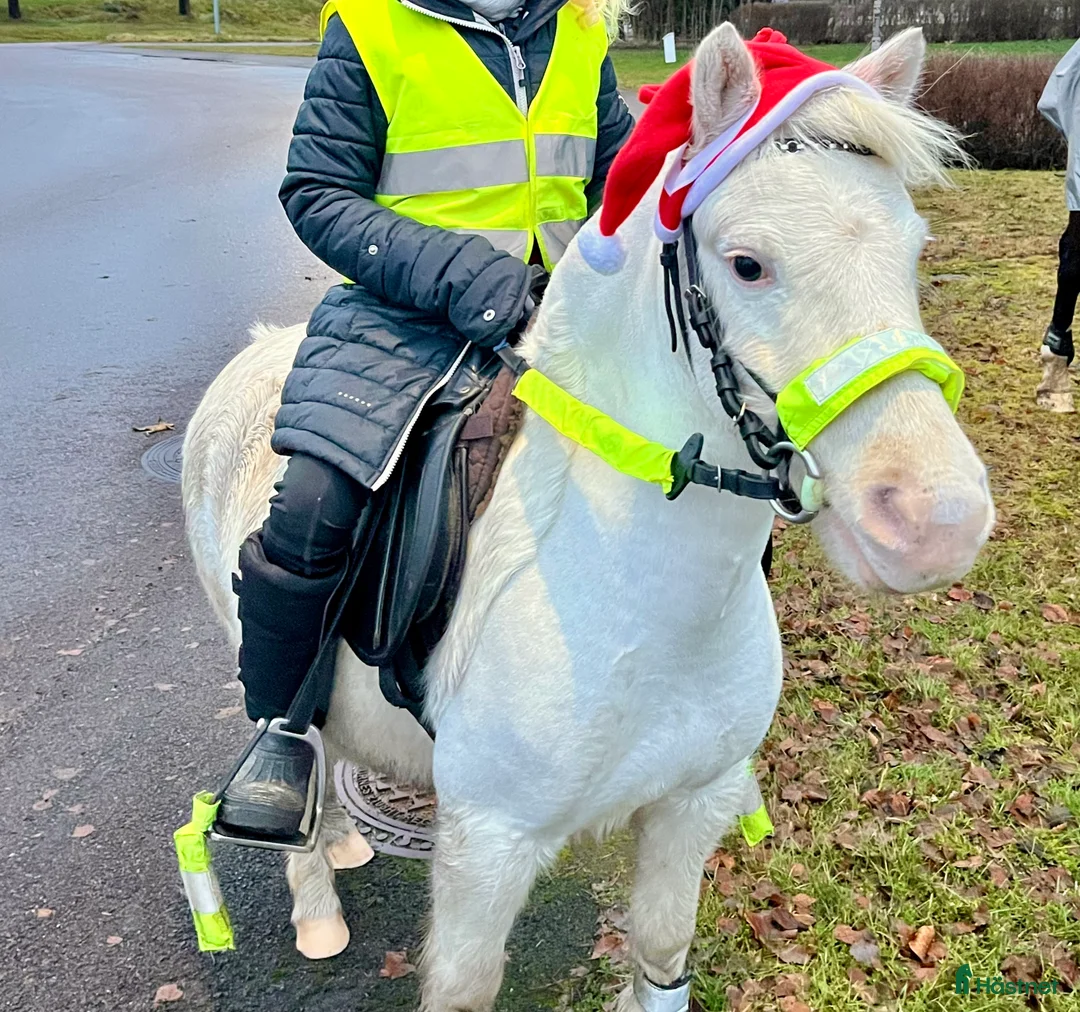 Körning hästar till salu: Miniknabstrupper - Annons 2