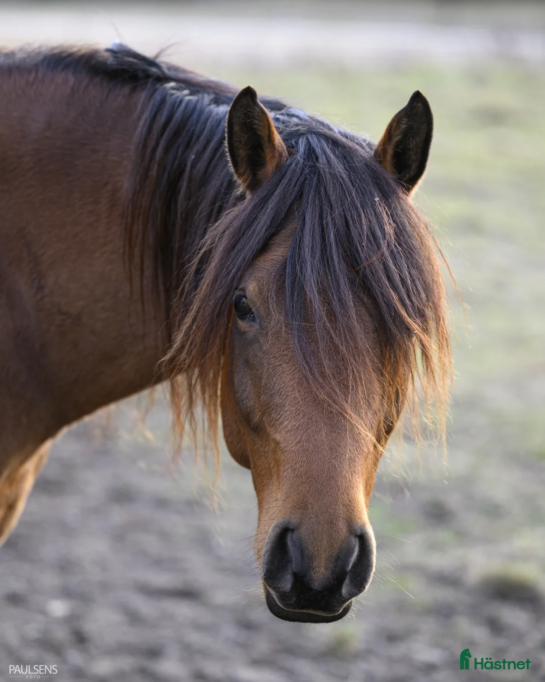Allround hästar till salu: Stallets solstråle i Kolsva - Annons 2