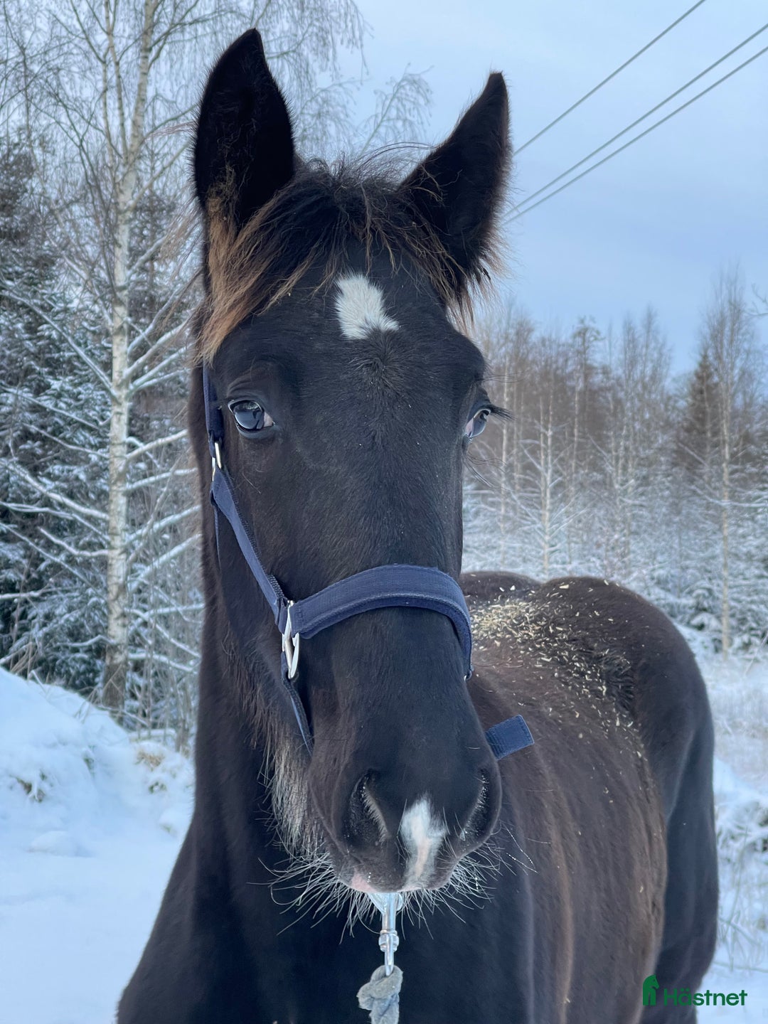 Avelshästar hästar till salu: Fin shire hingst  i Lekeryd - Annons 10