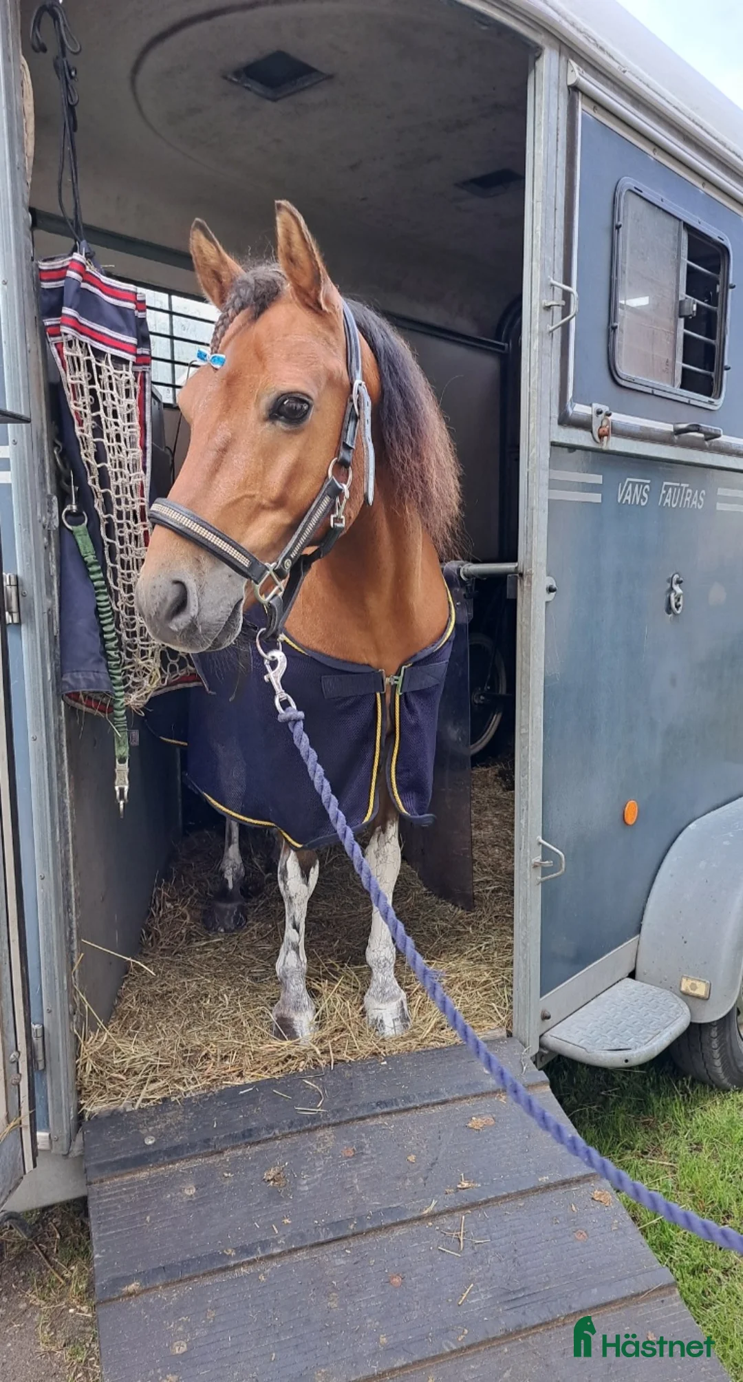 Trav hästar till salu: Rutinerad travponny - Annons 2