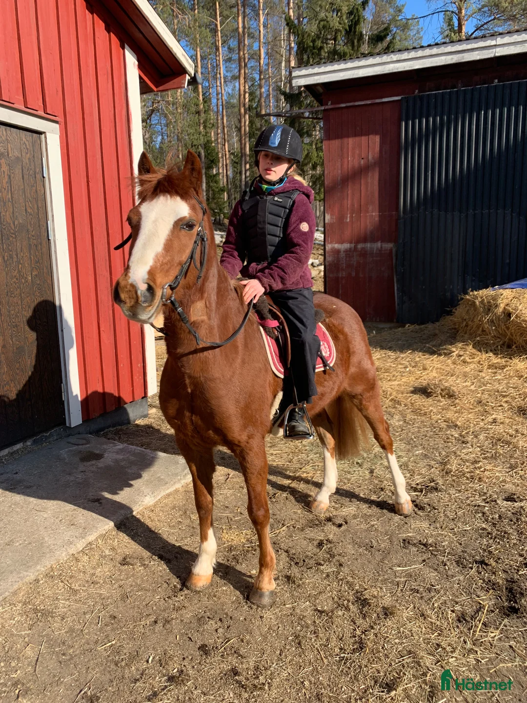 Hoppning hästar till salu: RacerRäka för de lägre klasserna 🏎️🦐 - Annons 2