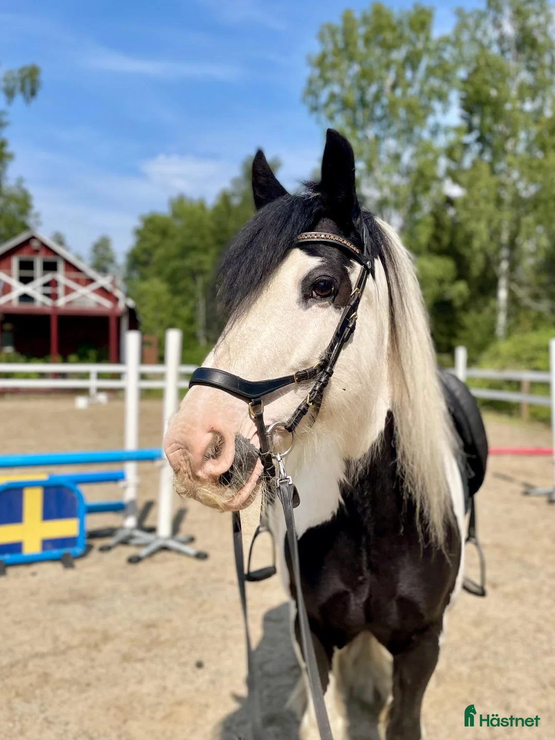 Allround hästar till salu: Fantastisk tinkerponny - Annons 2