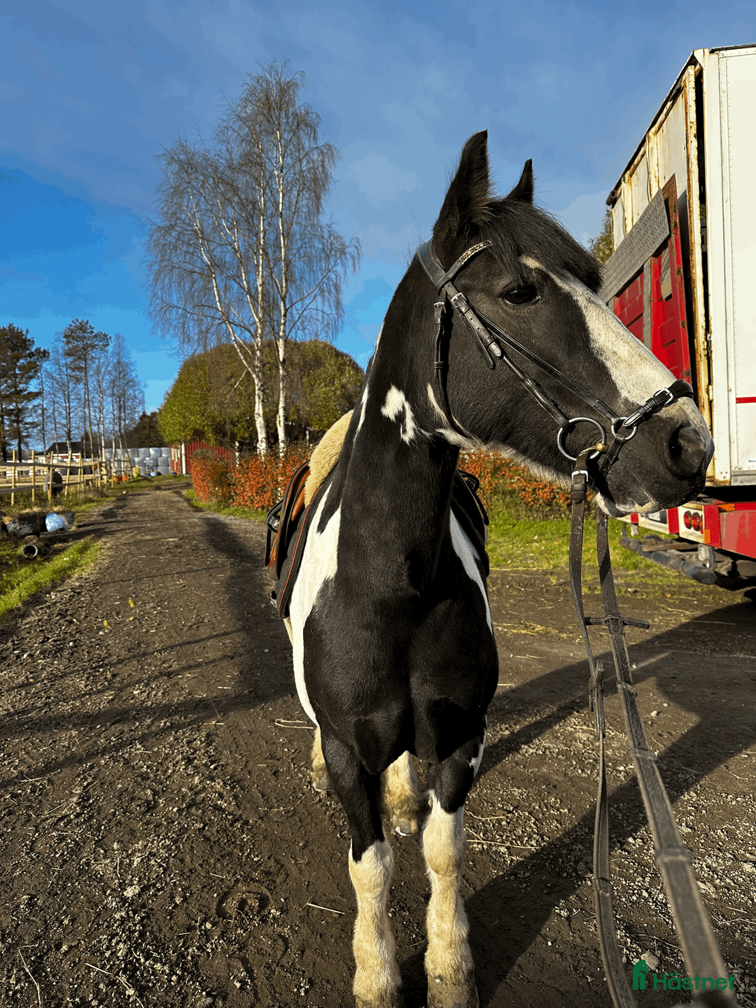 Dressyr hästar till salu: modig tävlingsponny  - Annons 1