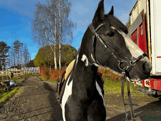 hästar modig tävlingsponny - Annons 6