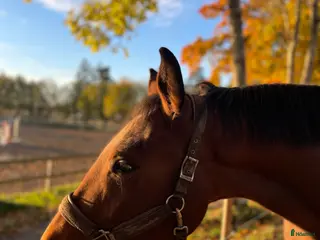 hästar Fin 4 åring - Annons 15