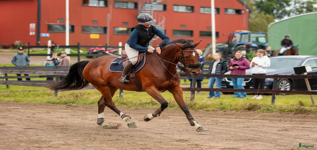 Galleribild {{count}}