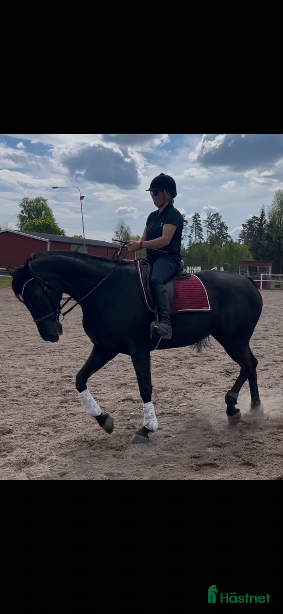  hästar Något för den dressyrsugna - Annons 7