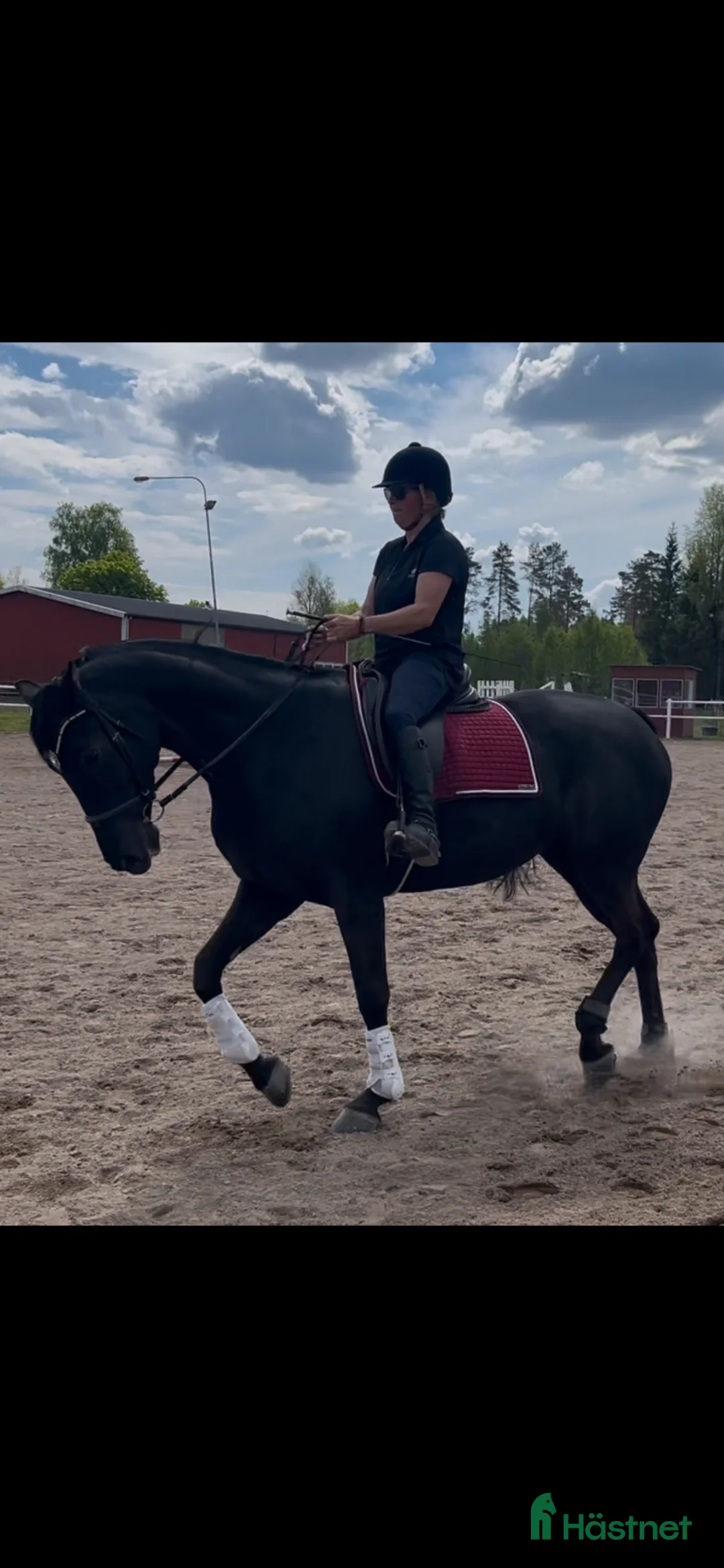 Dressyr hästar till salu: Något för den dressyrsugna - Annons 1