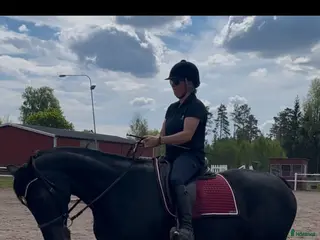 hästar Något för den dressyrsugna - Annons 4