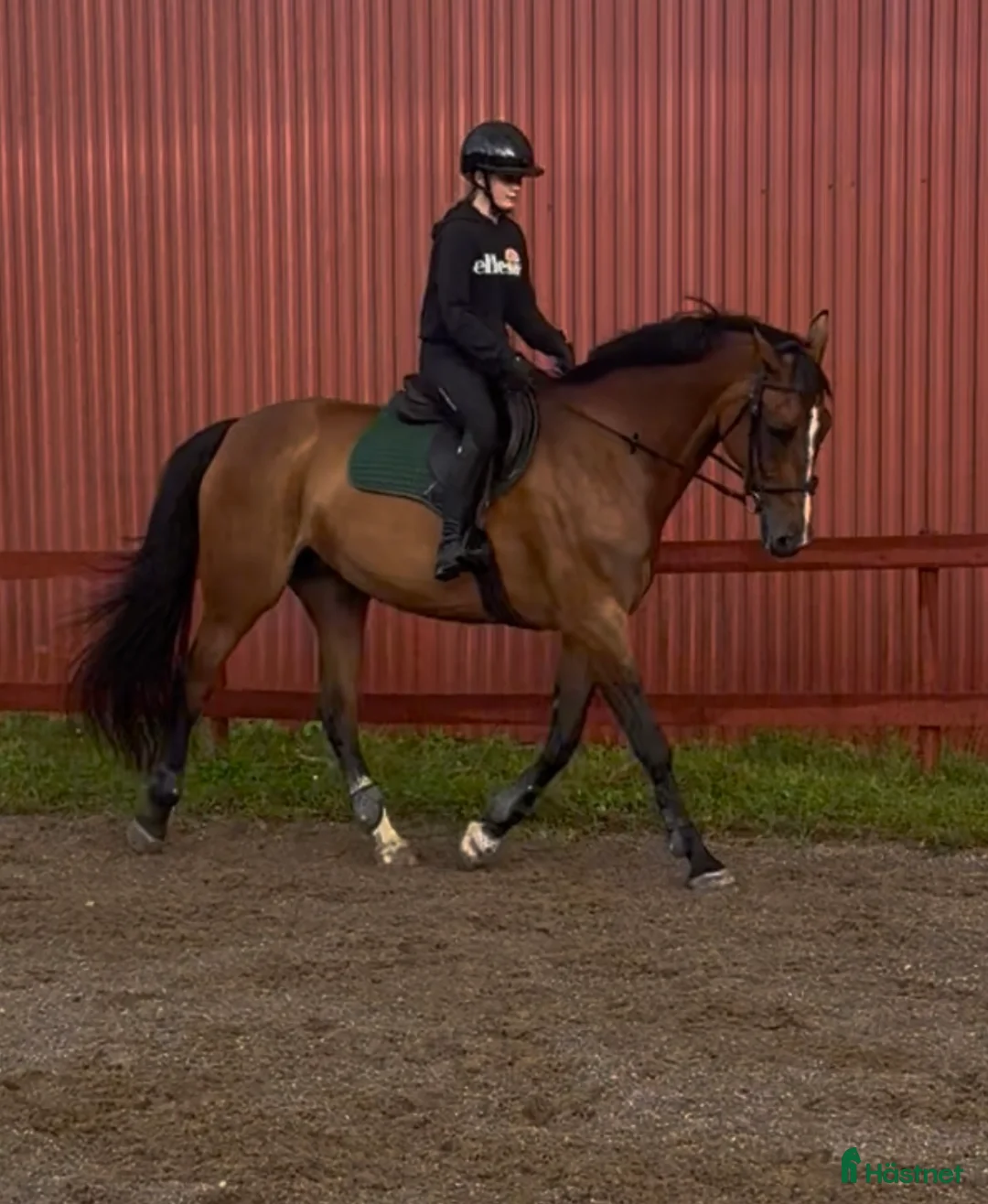 Avelshästar hästar till salu: SWB-sto till avel i Laxå - Annons 3