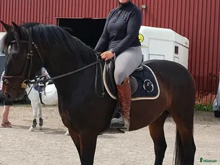 hästar Fantastisk Snygg & Trygg SWB, Tanthäst/Mor dotter i Sandviken - Annons 7