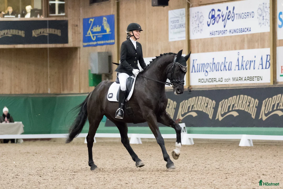 Dressyr hästar sökes: Söker talangfull 3-6 årig valack - Annons 1