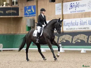 hästar Söker talangfull 3-6 årig valack - Annons 3