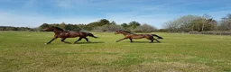  stallplats finnes: Boxplats med mycket utevistelse, bete och ridbana  - Annons 2