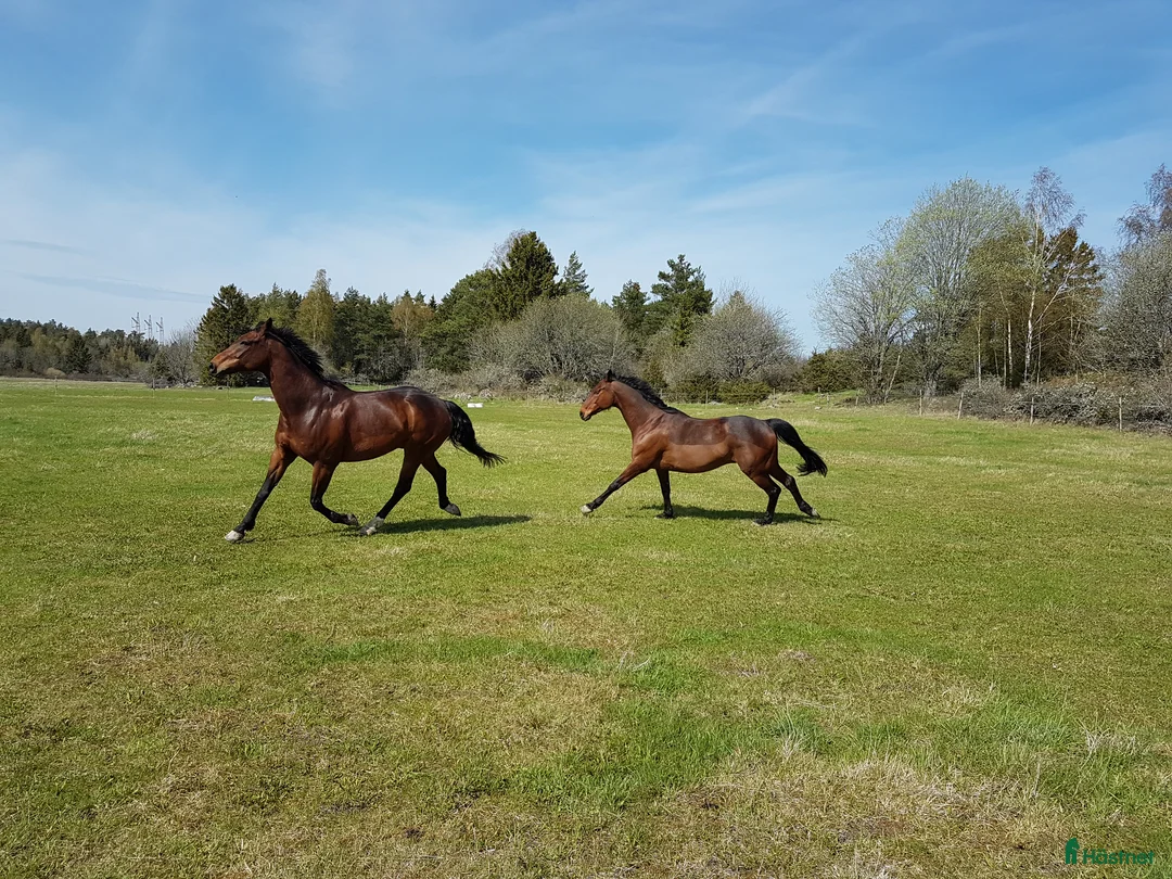  stallplats finnes: Boxplats med mycket utevistelse, bete och ridbana  - Annons 2