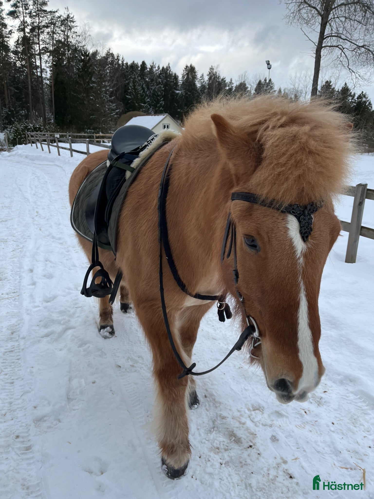  hästar Charmig valack  - Annons 2