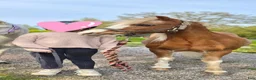Allround hästar till salu: Unik liten läromästare - Annons 6