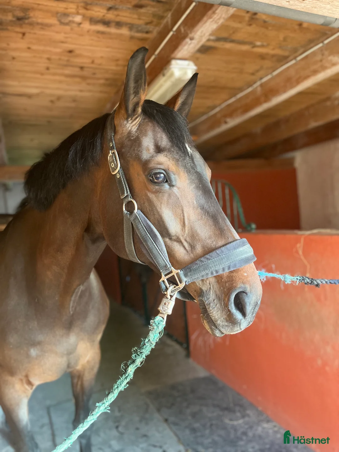 Avelshästar hästar till salu: Avel/hobby/allround häst - Annons 2