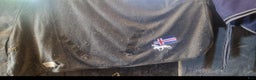 Täcken hästutrustning till salu: Täcken  i Hörby - Annons 2