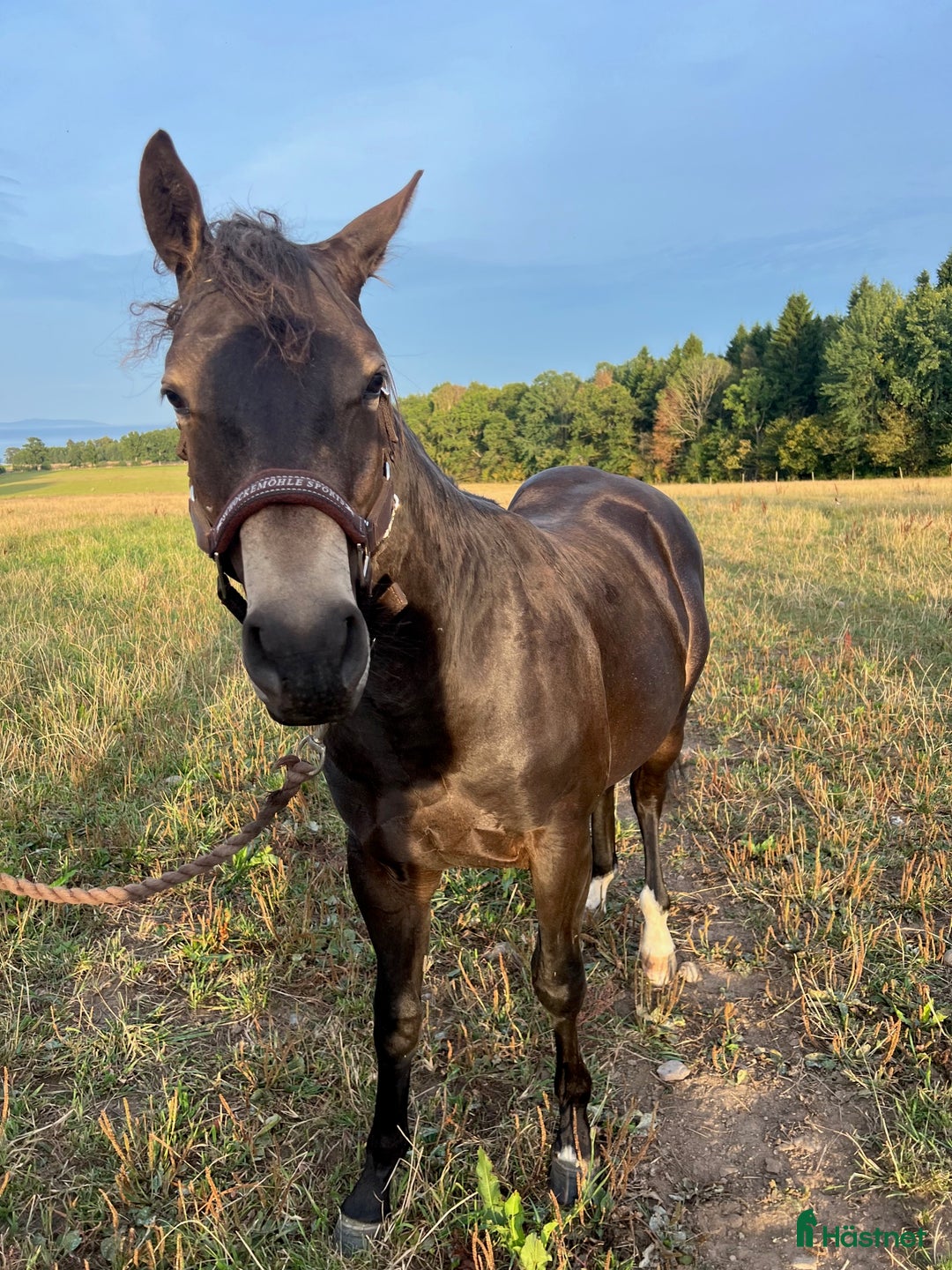 Western hästar till salu: Framtidsämne i Hjo - Annons 3
