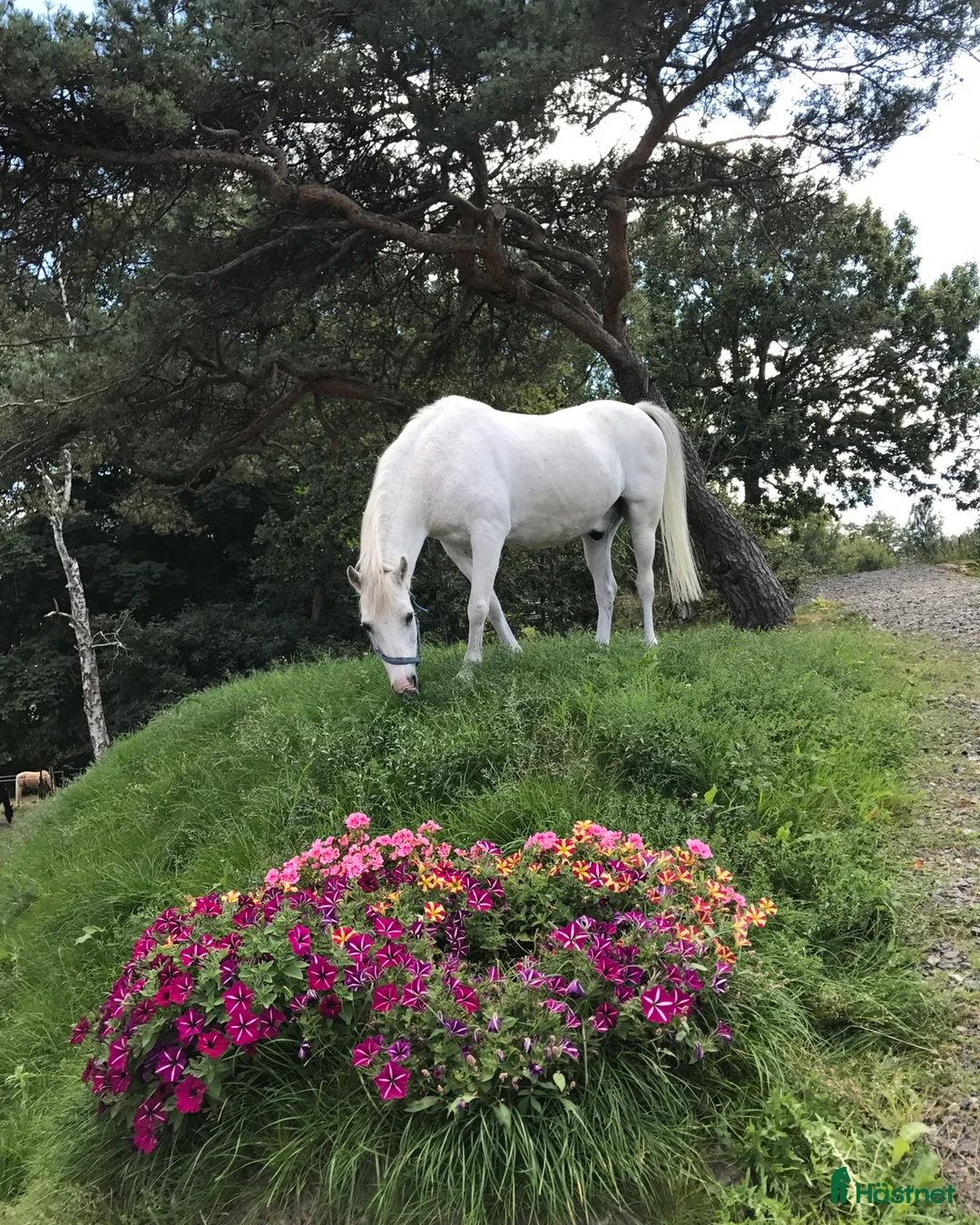  foderhäst finnes: Ridlektioner för barn i Västra Frölunda - Annons 3