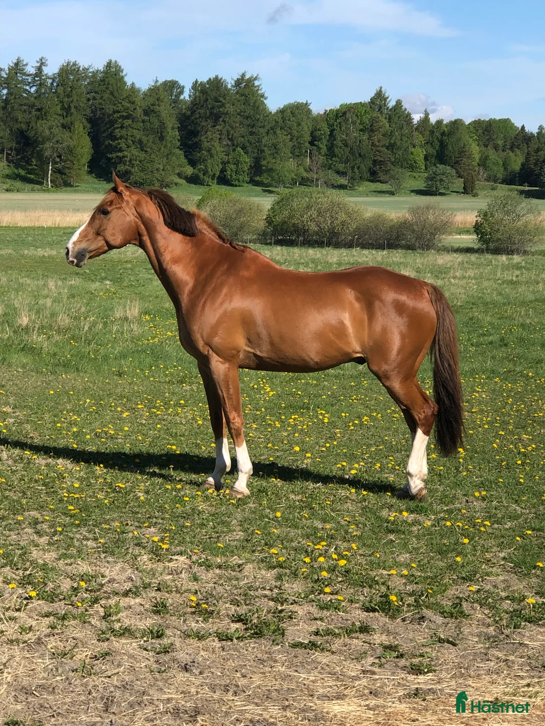 Dressyr hästar till salu: Härlig Snygg Valack Säljes! - Annons 4