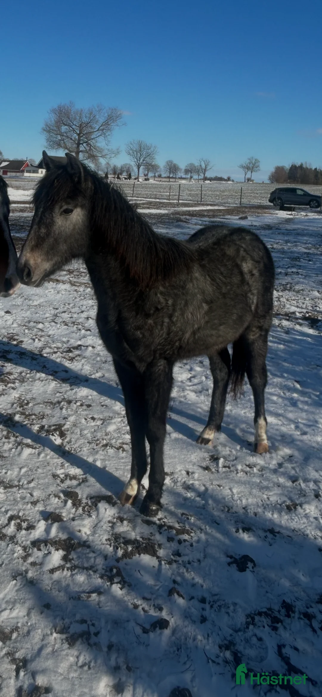Hoppning hästar till salu: Framtida tävlingsponny - Annons 1