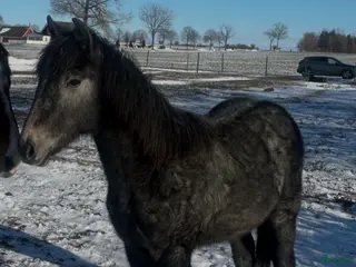 hästar Framtida tävlingsponny - Annons 3