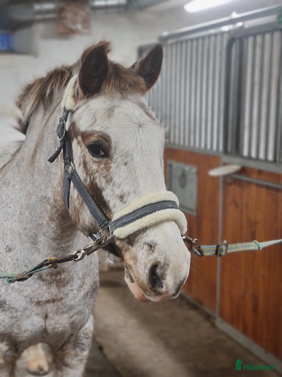 Övrigt hästar till salu: Gammal läromästare i Matfors - Annons 3