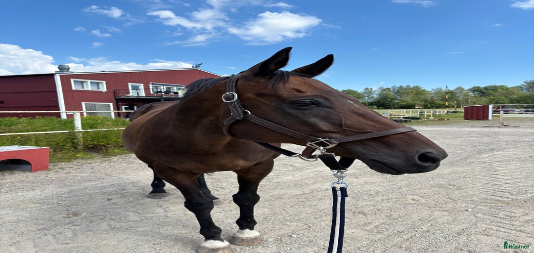 Galleribild {{count}}