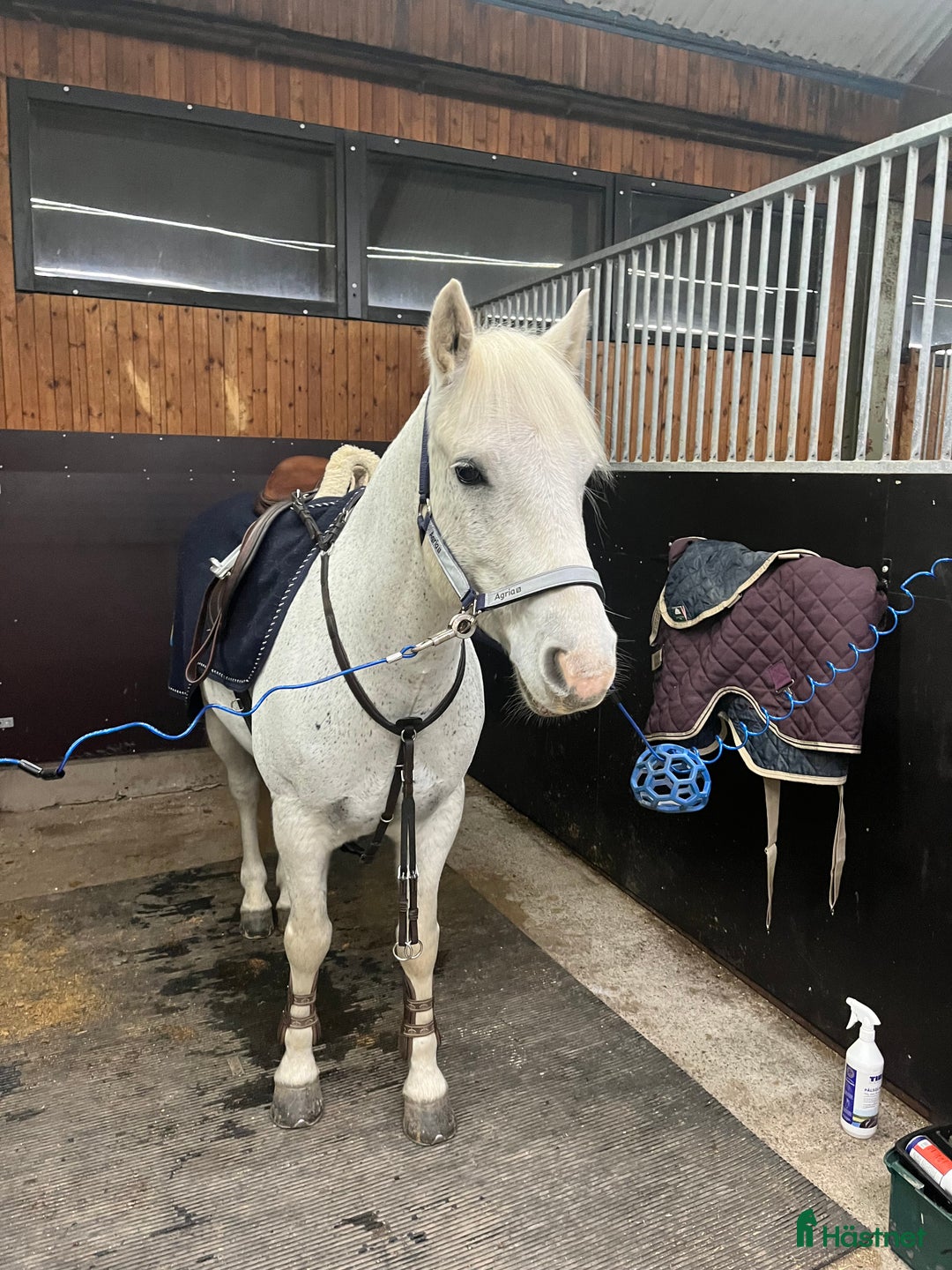 Allround hästar till salu: Härlig allroundponny  i Solna - Annons 5