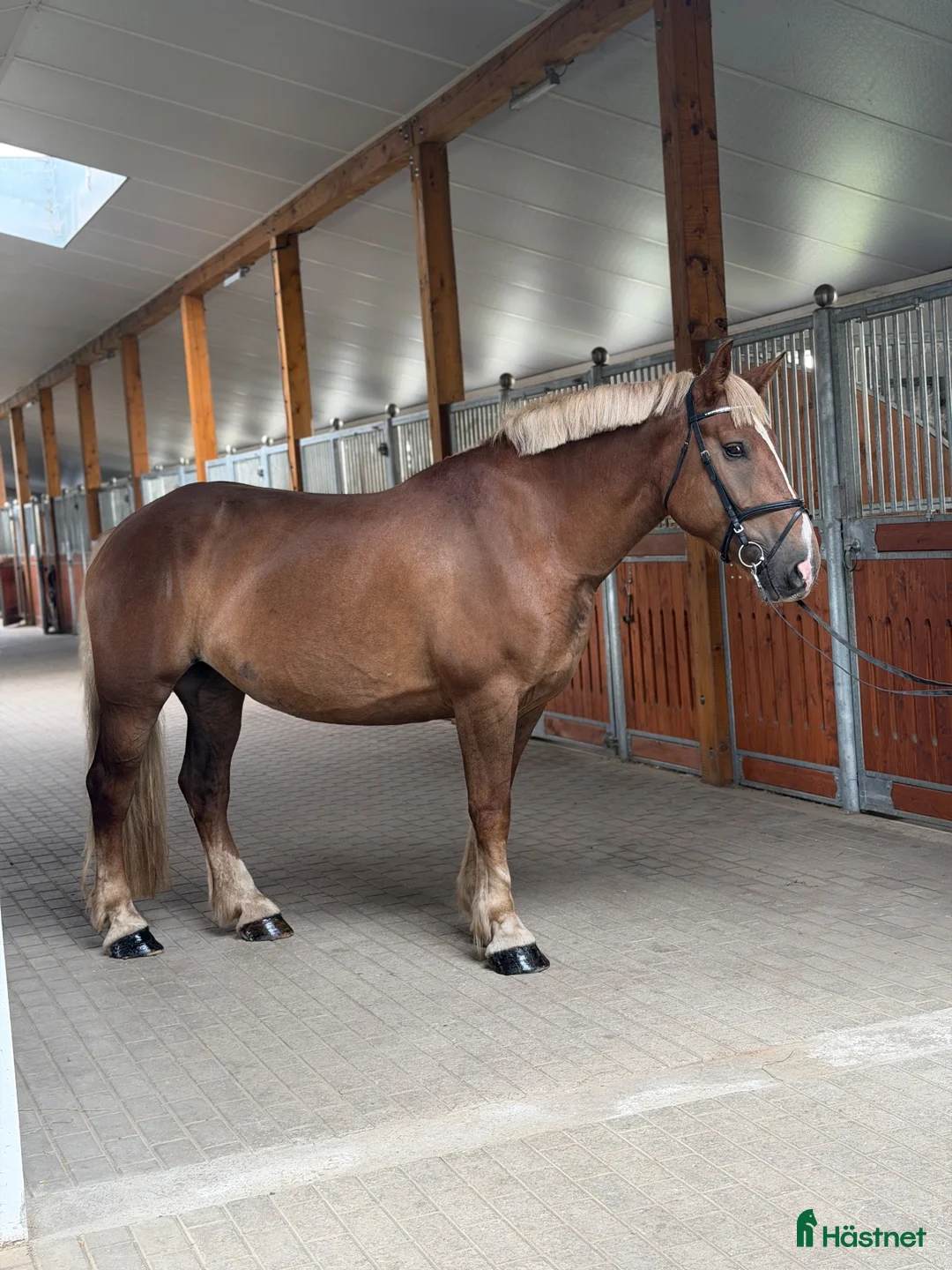 Allround hästar till salu: Calm and safe mare for hobby! - Annons 2