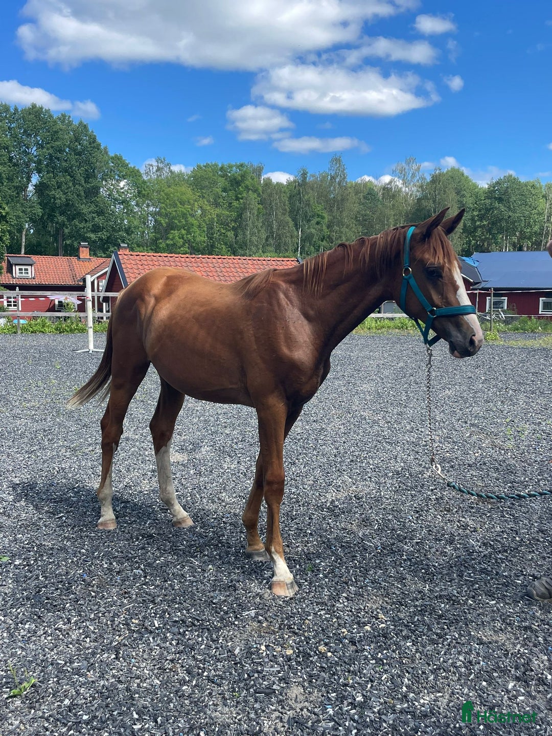 Hoppning hästar till salu: 🌟Joinville🌟 f.2024 hopp/fälttävlan i Sköldinge - Annons 2