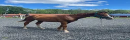 Hoppning hästar till salu: 🌟Joinville🌟 f.2024 hopp/fälttävlan i Sköldinge - Annons 2
