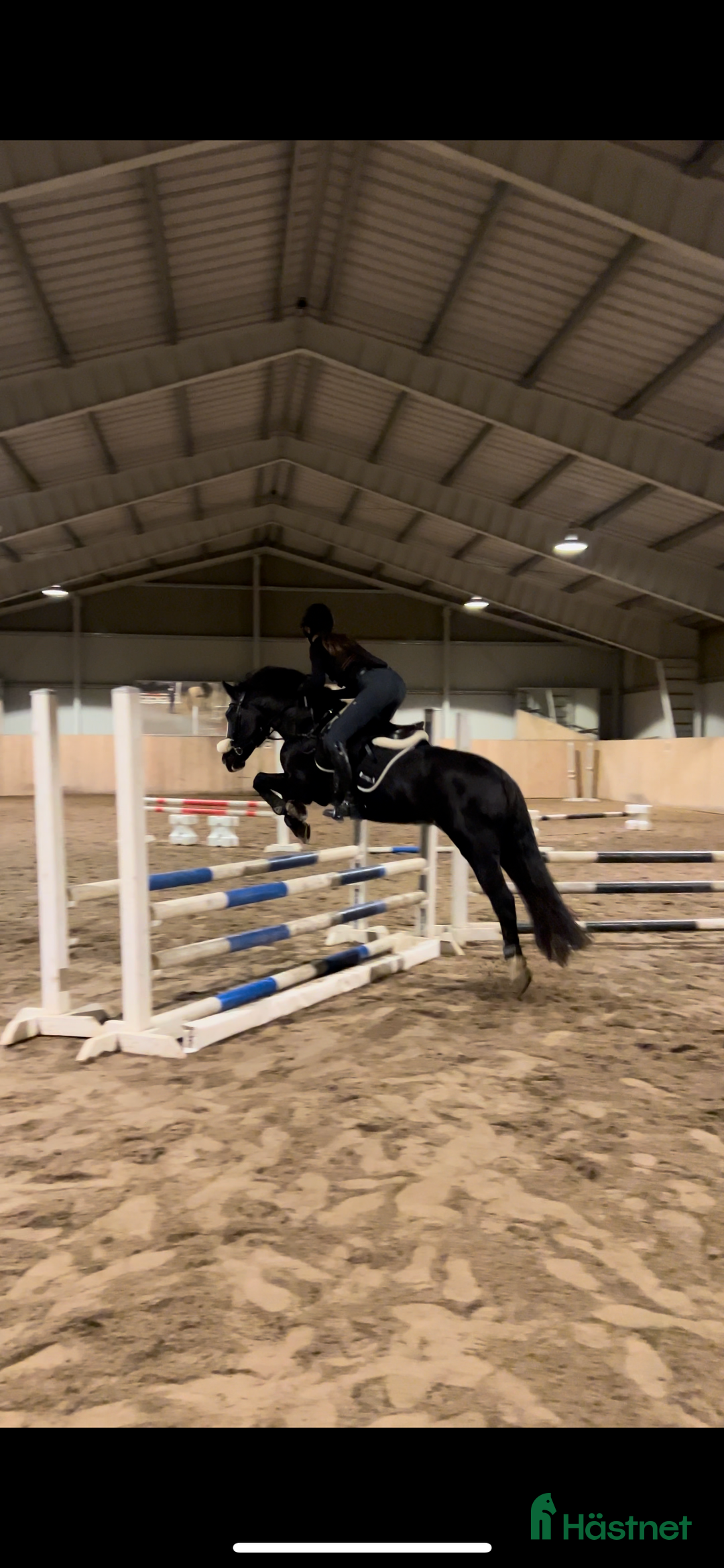 Allround hästar till salu: Viktbärande maxad cponny i Tranås - Annons 7