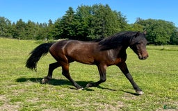 Allround hästar till salu: Nytt Pris!! Ståtlig 3-årig Kigermustangvalack i Offerdal - Bild 2