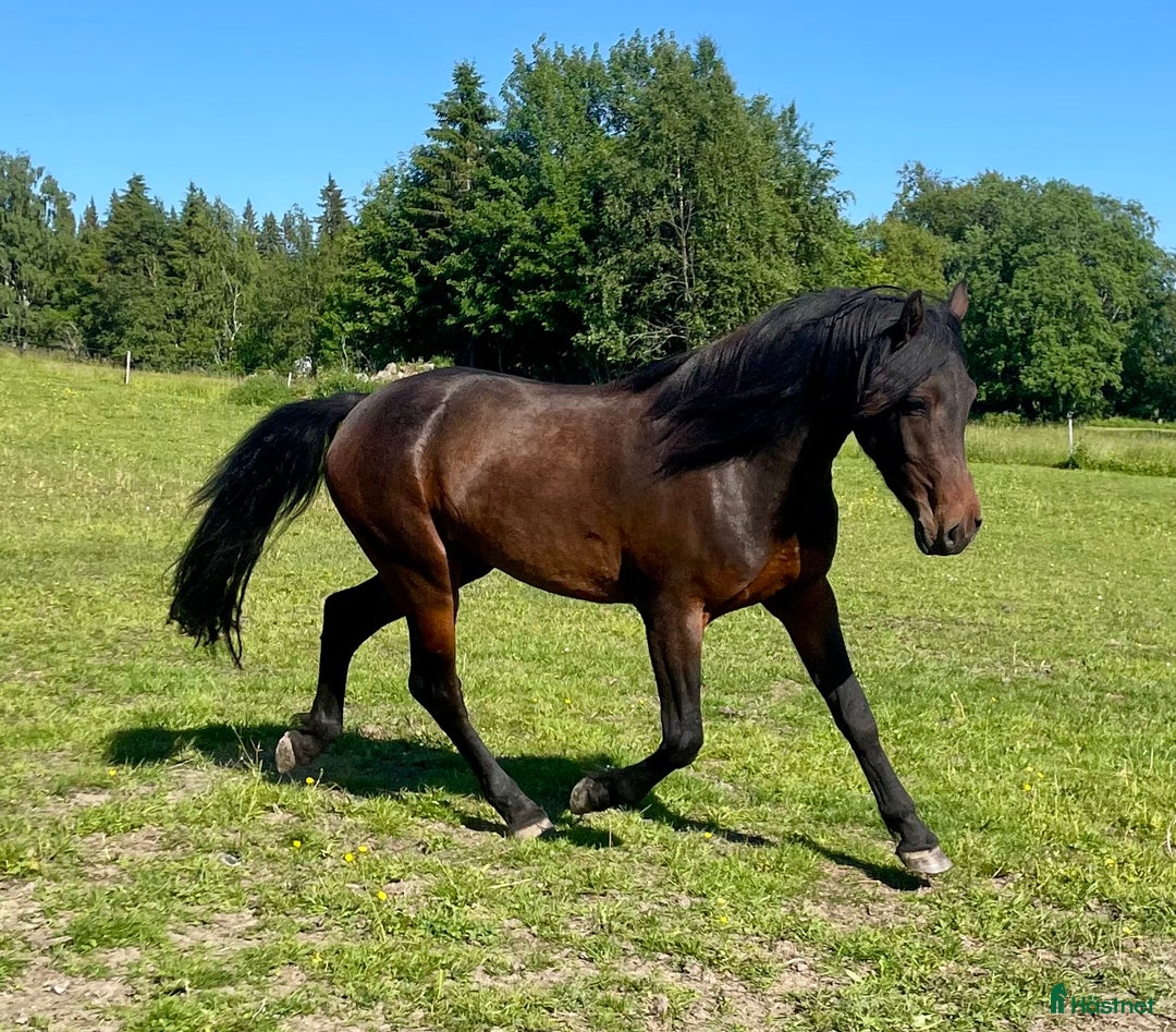 Allround hästar till salu: Nytt Pris!! Ståtlig 3-årig Kigermustangvalack i Offerdal - Bild 2