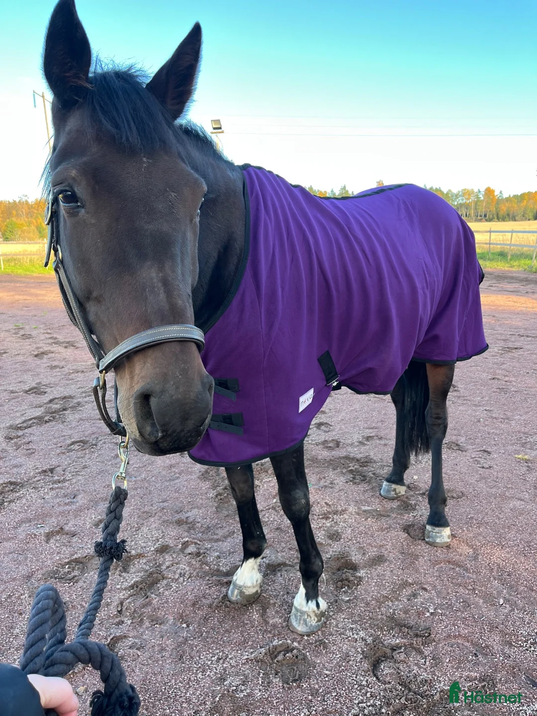 Sällskap hästar till salu: Världens goaste sällskapshäst Adam i Väse - Annons 3