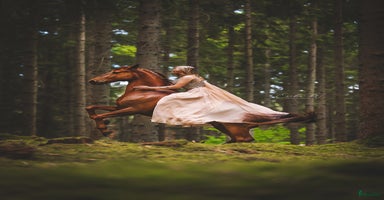  hästar i Hässleholm - Annons 15