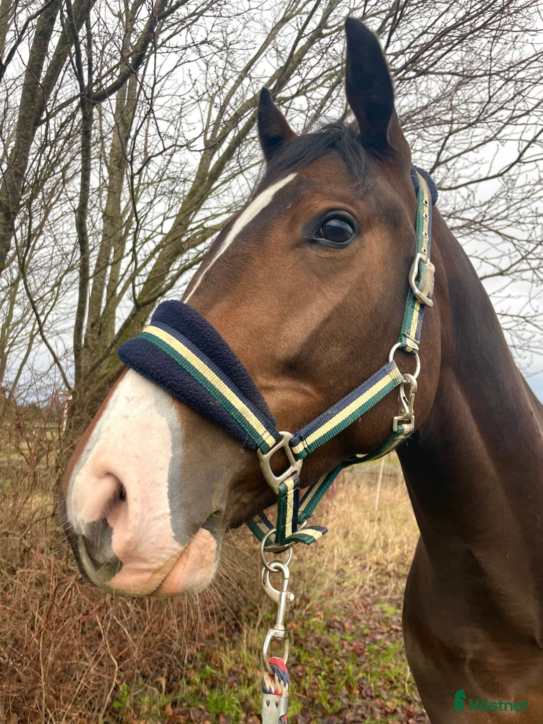 Fälttävlan hästar till salu: En otroligt snäll unghäst att forma själv! i Bälinge - Annons 2