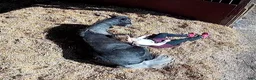 Allround hästar till salu: Snygg connemara valack 3 år - Annons 7