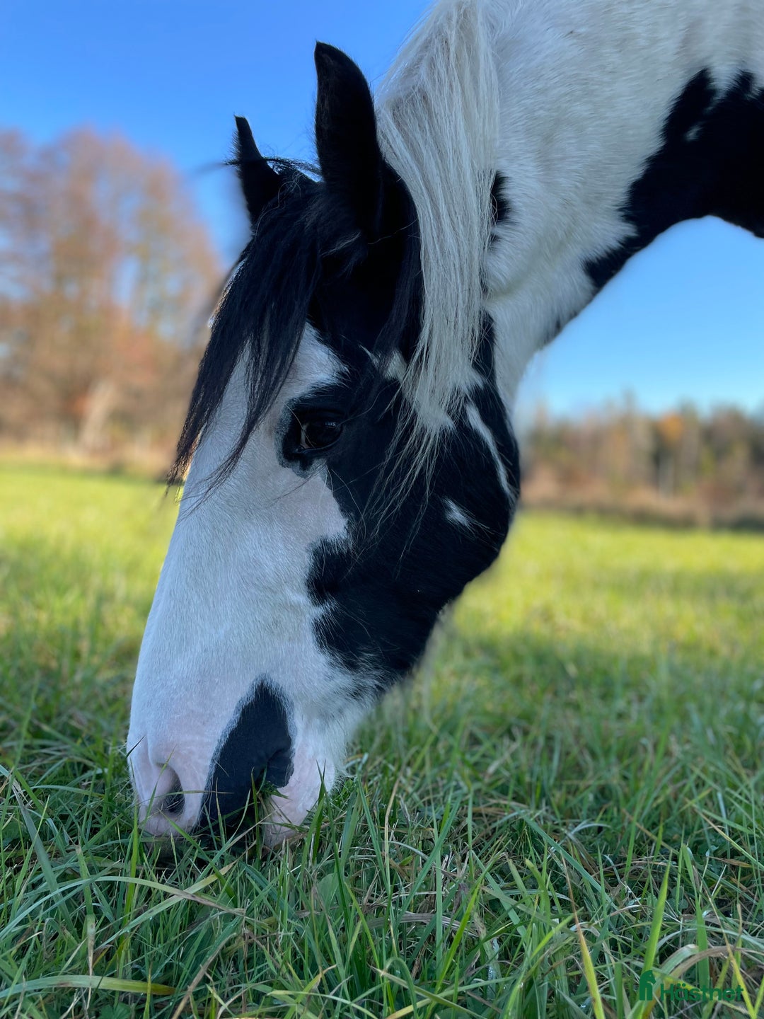 Allround hästar till salu: Fodervärd sökes  i Myresjö - Annons 3