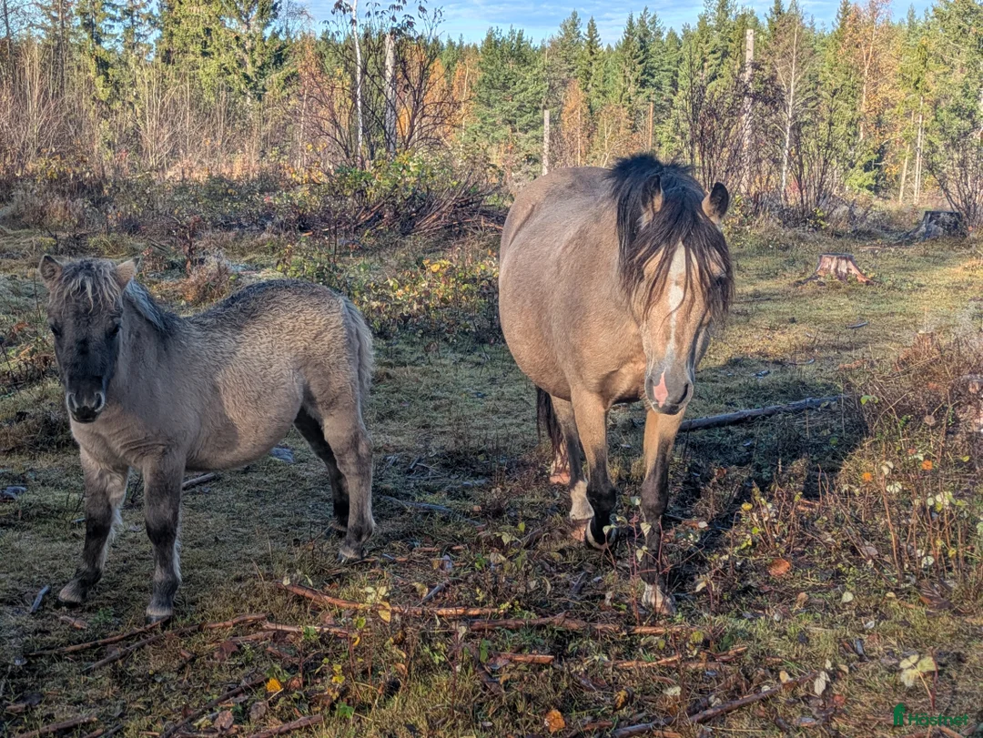 Avelshästar hästar till salu: Avelssto med guldkant. - Annons 2
