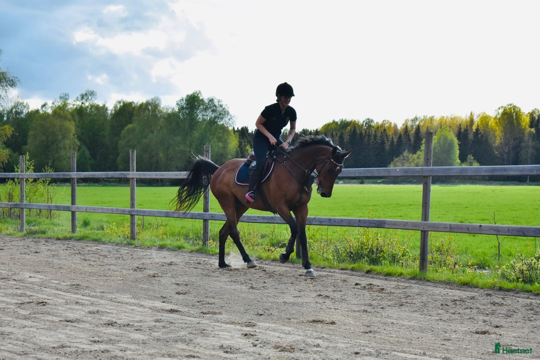 Allround hästar till salu: Sto med stor kapasitet!  i Arboga - Annons 2